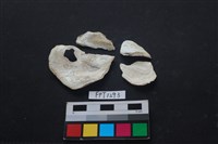 藏品(貝殼)的圖片