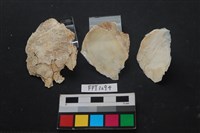 藏品(貝殼)的圖片