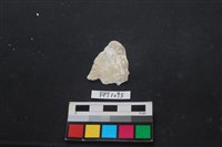 藏品(貝殼)的圖片