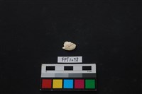 藏品(貝殼)的圖片