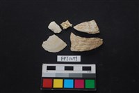 藏品(貝殼)的圖片