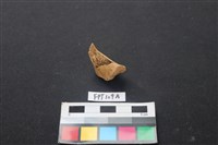 藏品(偶蹄類動物骨)的圖片