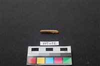 藏品(偶蹄類動物骨)的圖片