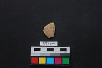 藏品(貝殼)的圖片