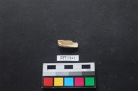 藏品(貝殼)的圖片