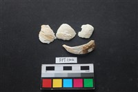 藏品(貝殼)的圖片