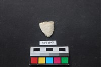 藏品(貝殼)的圖片