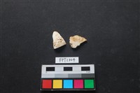 藏品(貝殼)的圖片