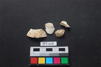 藏品(貝殼)的圖片