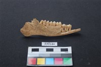 藏品(山羌骨)的圖片