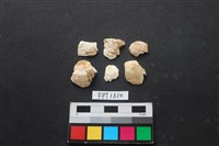 藏品(貝殼)的圖片