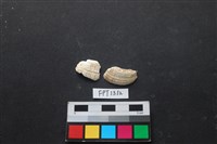 藏品(貝殼)的圖片