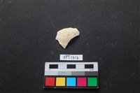 藏品(貝殼)的圖片