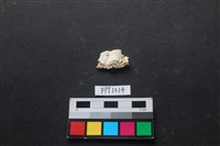 藏品(貝殼)的圖片