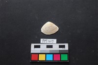 藏品(貝殼)的圖片