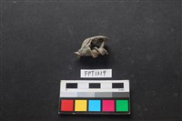 藏品(貝殼)的圖片