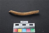 藏品(鹿骨)的圖片