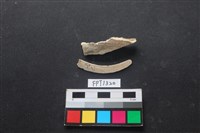 藏品(貝殼)的圖片