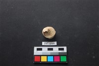 藏品(貝殼)的圖片