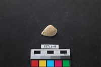 藏品(貝殼)的圖片