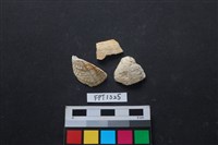 藏品(貝殼)的圖片