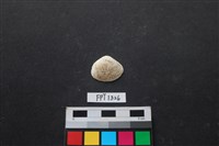 藏品(貝殼)的圖片