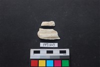 藏品(貝殼)的圖片