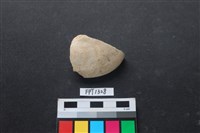 藏品(貝殼)的圖片