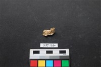 藏品(貝殼)的圖片