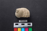 藏品(貝殼)的圖片