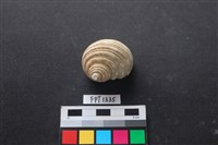 藏品(貝殼)的圖片