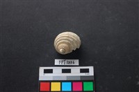 藏品(貝殼)的圖片