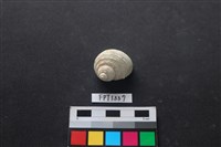 藏品(貝殼)的圖片