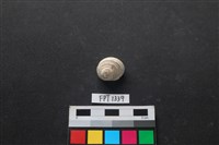 藏品(貝殼)的圖片