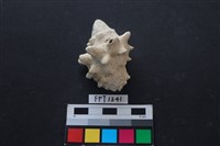 藏品(貝殼)的圖片