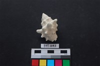 藏品(貝殼)的圖片