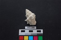 藏品(貝殼)的圖片