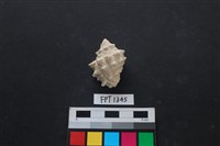 藏品(貝殼)的圖片