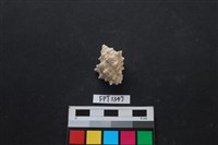 藏品(貝殼)的圖片