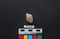 藏品(貝殼)的圖片