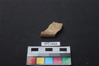 藏品(龜骨)的圖片