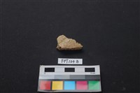 藏品(龜骨)的圖片