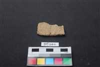 藏品(龜骨)的圖片