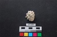 藏品(貝殼)的圖片