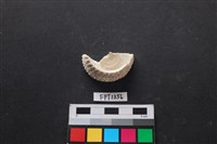 藏品(貝殼)的圖片