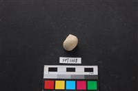 藏品(貝殼)的圖片