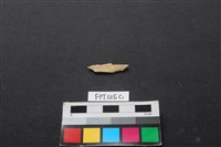 藏品(獸骨)的圖片