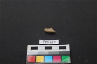 藏品(獸骨)的圖片