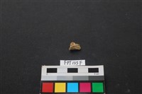 藏品(獸骨)的圖片