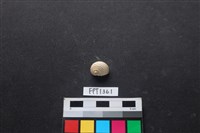 藏品(貝殼)的圖片